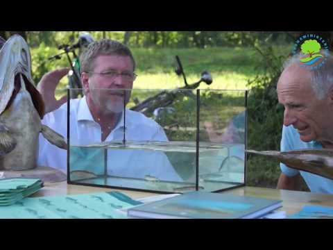 Der Huchen kehrt in die Isar zurück