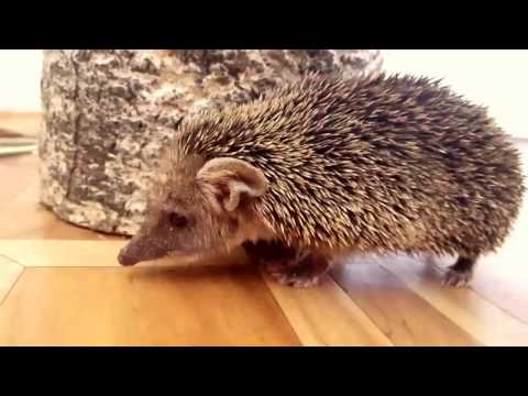 Как фыркает ёжик | Talking hedgehog