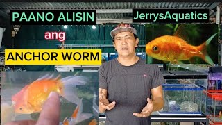PAANO ALISIN ANG ANCHOR WORM / HOW TO REMOVE ANCHOR WORM