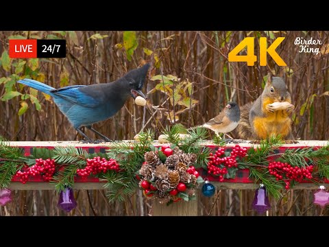 🔴 24/7 LIVE: Cat TV 😺 Cute Birds Squirrels in Holiday Season - Cat Games 4K