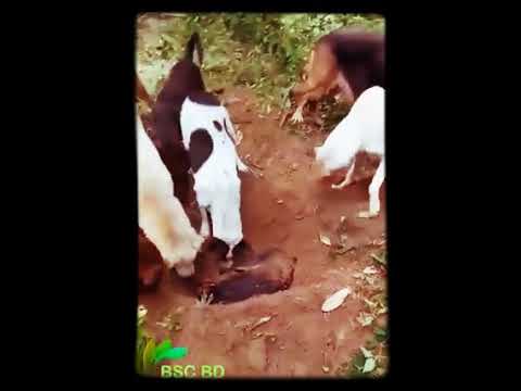 Dear 🐕 Dogs ❤️💙