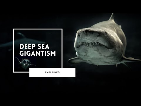 The Creepy World of the Deep Sea and Its Colossal Giants