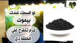 ما هي الدورة البيولوجية او النيتروجينية لحوض السمك بسهولة