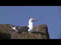 Kelp Gull sitting on its nest, Brown Bluff, Antarctic Peninsula – closer view