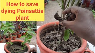 How to save dying Poinsettia plant // Poinsettia plant cutting propagation // Poinsettia plant care
