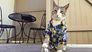 Date published: Apr 27, 2015
Views as of right now: 789,004
Basic concept: Genius cat rings bell to signal he's ready for treats.
GIF potential: Adorable cat + handsome outfit + human butler = the stuff that Tumblr dreams are made of.
Why it will win: That dapper plaid shirt, his name is Pecan, he knows what he wants (and he knows how to get it). Remember: you can't spell feline overlords without LOL.
Why it won't win: How could anyone say no to that face?
Featured previously on BuzzFeed: Yes
Odds of winning: 30%