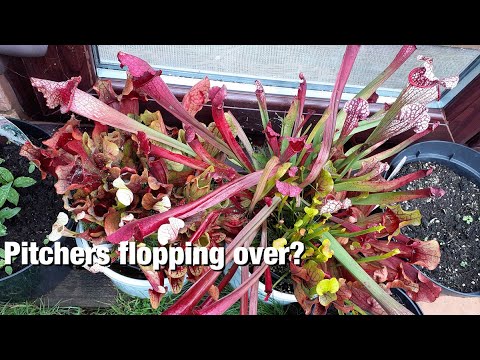 A Common Cause for Floppy Sarracenia Pitchers