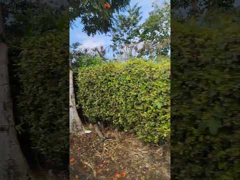 vía parque del café Tebaida Quindío Colombia