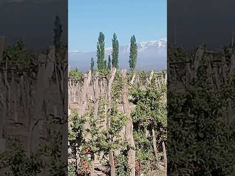 🍷 Visita y Degustación en Bodega Terrazas de los Andes 🍷