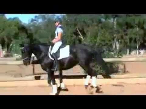 BLACK STALLION OVER 17.1h.h. - Spanish (PRE) Andalusian