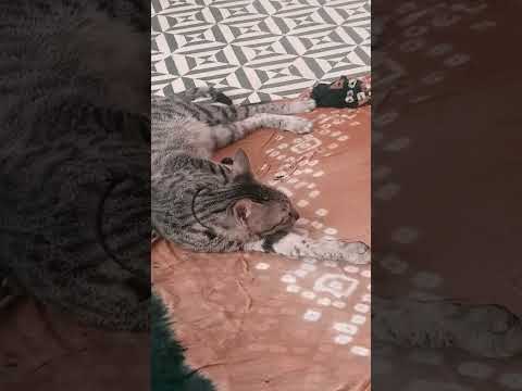 goli ka sleeping time🐈💤
