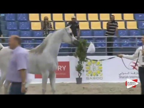 N.184 D MARAKSH - Sharjah 2016 - 7+ year old Stallions (Class 10)