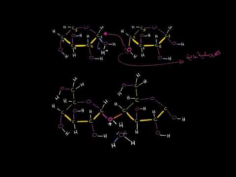 الصف العاشر الأحياء الجُزيئات الضخمة تفاعل نزع الماء