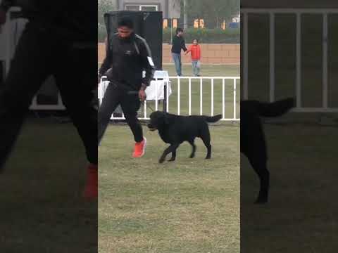 Labrador Class || Pakistan PointMuneer