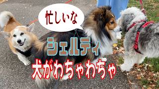 【シェルティ】犬がわちゃわちゃ【フランス田舎暮らし🇫🇷】#犬の散歩 #賢い犬 #犬のいる暮らし #シェルティ