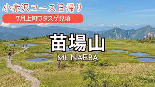 【6月7月におすすめ】苗場山日帰り！ワタスゲと池塘の絶景｜最短ルート小赤沢経由｜Mt. Naeba via Koakazawa【SUB/旅VLOG/アフレコ】