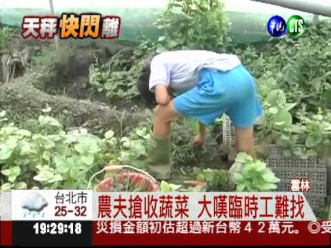 菜農防農損 風雨前搶收蔬菜
