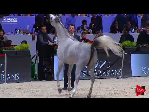 N.40 MALIKAT AL MOLUK - Paris 2017 - Junior Fillies (Class CM2B)