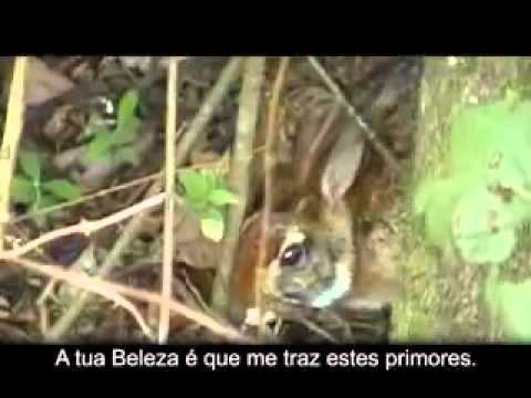 CANTOS DA LUA   TERRA