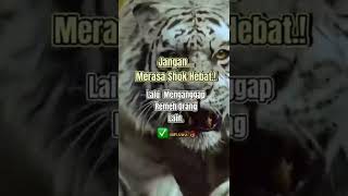 Download lagu Hiding ala ala Haiding mp3