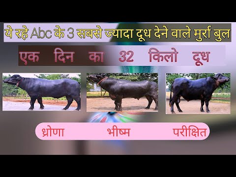 abc top murrah bull list abc top 3 murrah bull abc bhishma bull abc parikshith bull abc dhrona bull
