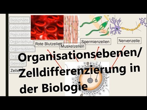 Levels of organization in biology (+cell differentiation)