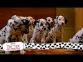 Puppies Get Their Collars 9 15 Movie Scenes 101 Dalmatians 1996 HD