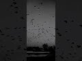 Minnale Nee Vanthathenadi Whatsapp Status AR Rahaman
