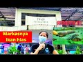 Toko Ikan Hias Terdekat Jakarta Barat