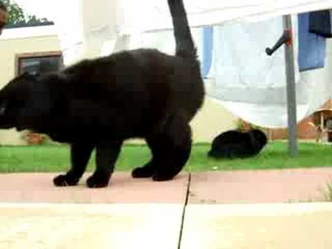 Carlton Jamal Gives Spit a man kiss!