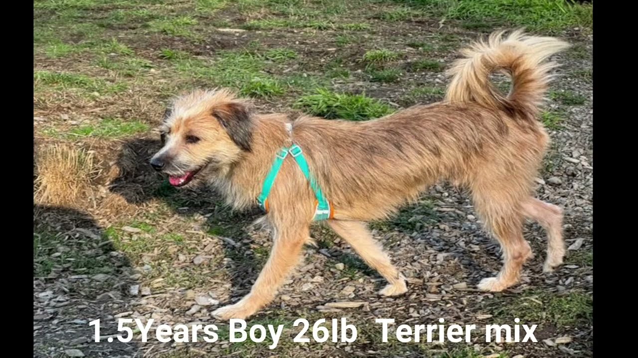 Enlarge Beatles, a Adopted Border Terrier in Sammamish, WA video 2/5