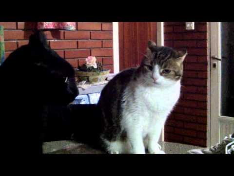 pelea de gatos cat fight