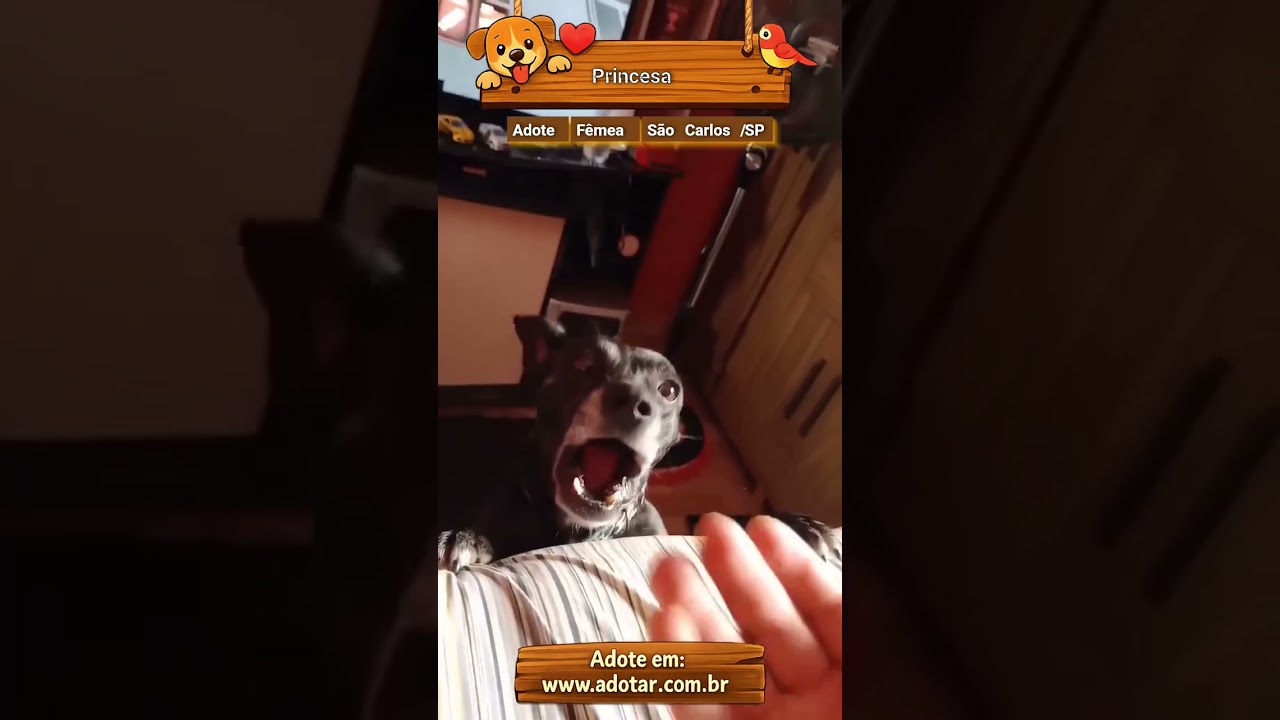 Cachorro raça SRD-ViraLata idade 6 ou mais anos nome Princesa