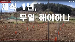 [사과재배] 재식1년차. 올해 심은 사과나무 관리