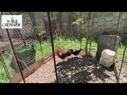 La Catedral con Dagoberto Fernández en un recorrido por su criadero.1° parte