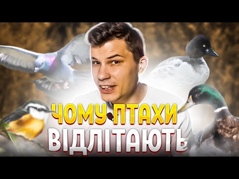 ЧОМУ ПТАХИ ВІДЛІТАЮТЬ НА ЗИМУ? ЧИМ ГОДУВАТИ ПТАХІВ? ЧОМУ НА ВУЛИЦЯХ БАГАТО ГОЛУБІВ?feat @bio_UA