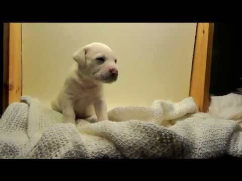 Puppy #10 **ADOPTED**, an adopted Labrador Retriever & Pit Bull Terrier Mix in Bolton, CT_image-1