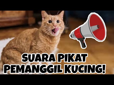 SUARA KUCING MEMANGGIL TEMANNYA