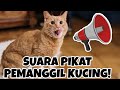 SUARA KUCING MEMANGGIL TEMANNYA