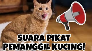 Download lagu SUARA KUCING MEMANGGIL TEMANNYA... mp3