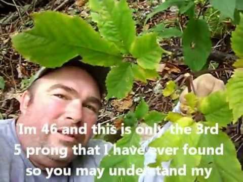 Wild Ginseng Hunting with Billy Taylor teaching how to find the good ones