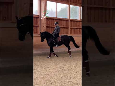 Reiterauge schulen- So erkennst du den fliegenden Galoppwechsel! Beinfolge im Galopp und im Wechsel.