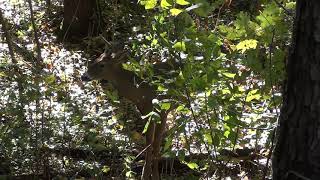 Oct. 26, 2021 Short Version