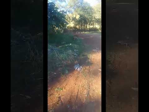 Vídeo de onça parda em Faxinal viraliza e intriga moradores sobre presença de filhotes