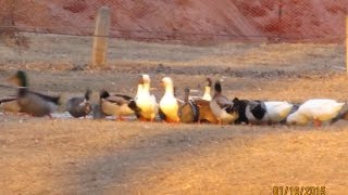 preview picture of video 'Columbus, NE - Ducks at Pawnee Park  - January 2015'