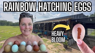 Heavy Blooms & Rainbow Hatching Eggs Explained! Olive Egger Genetics & Rare Egg Colors