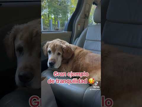 Samson nos enseña como #vivir #pets #dog #paz #foryou