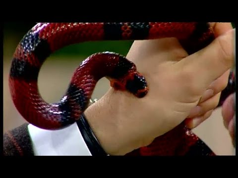 Bloopers: Anders Kraft biten av orm i direktsändning