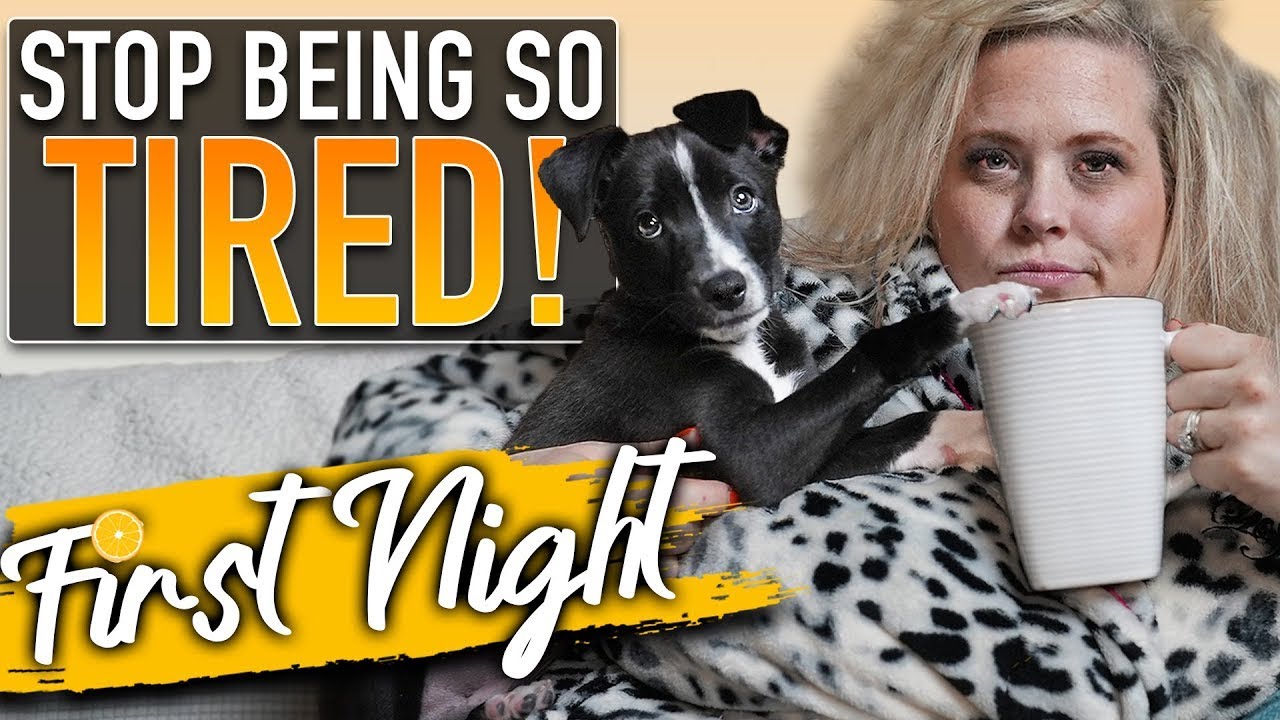 A Nighttime Puppy Training Schedule Where EVERYONE Gets To Sleep!