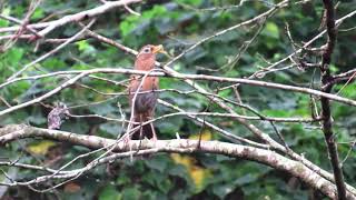 Download lagu Kicau Burung Hwamei/Wambi Di Hutan mp3